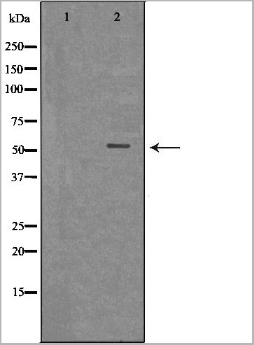 product-image-AAA31131_WB.jpg