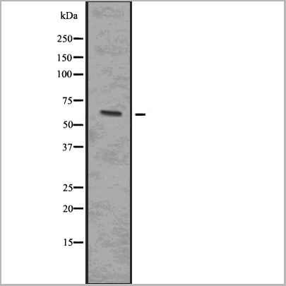product-image-AAA31133_WB.jpg