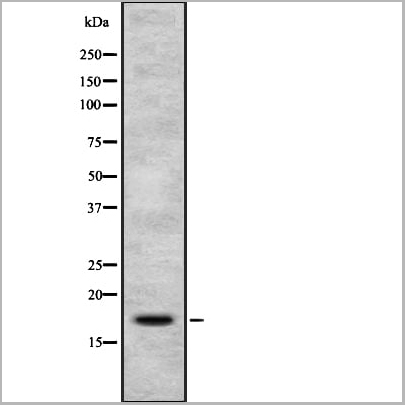 product-image-AAA31135_WB2.jpg