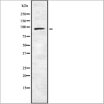 product-image-AAA31136_WB.jpg