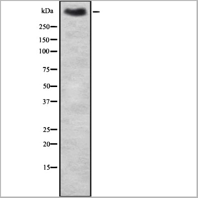 product-image-AAA31137_WB3.jpg