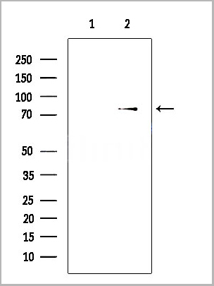product-image-AAA31138_WB.jpg