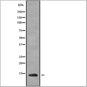 product-image-AAA31139_WB.jpg