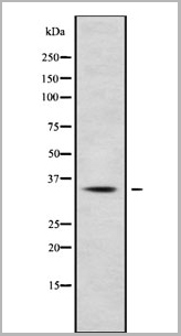 product-image-AAA31140_WB.jpg