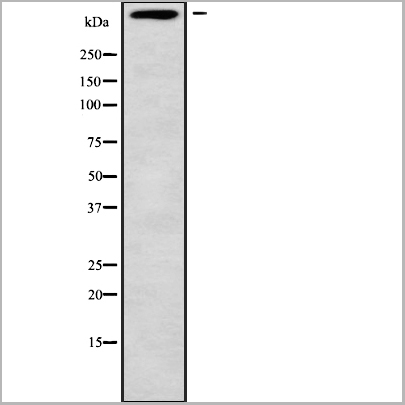 product-image-AAA31141_WB.jpg