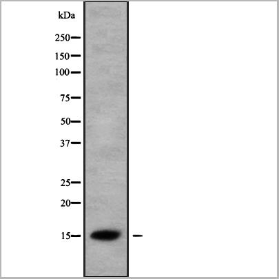 product-image-AAA31142_WB2.jpg