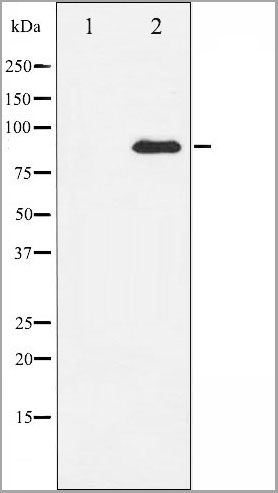product-image-AAA31143_WB4.jpg