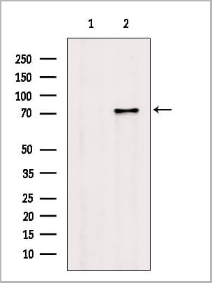 product-image-AAA31143_WB5.jpg
