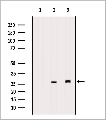 product-image-AAA31145_IF.jpg