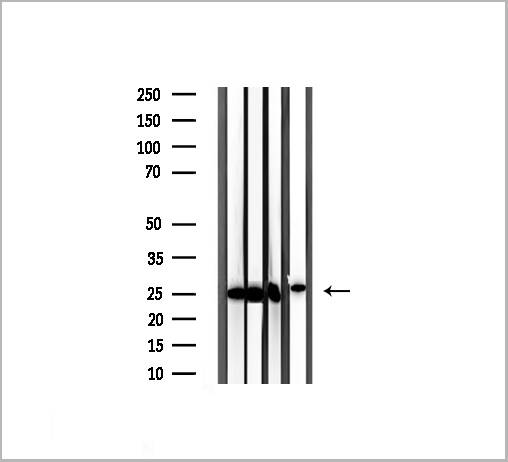 product-image-AAA31145_WB4.jpg