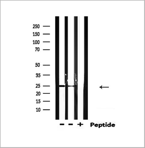 product-image-AAA31145_WB5.jpg