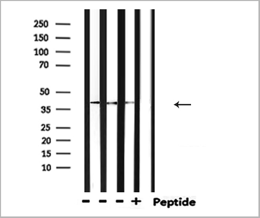 product-image-AAA31149_WB5.jpg