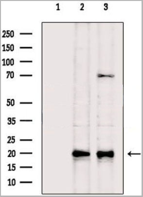 product-image-AAA31150_WB.jpg