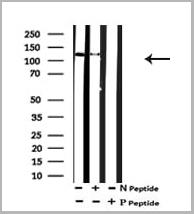 product-image-AAA31151_WB7.jpg