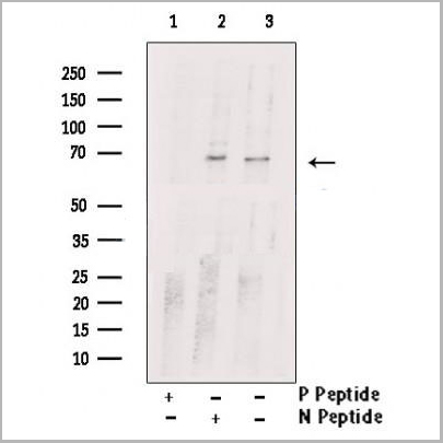 product-image-AAA31155_WB6.jpg