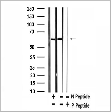 product-image-AAA31156_WB5.jpg