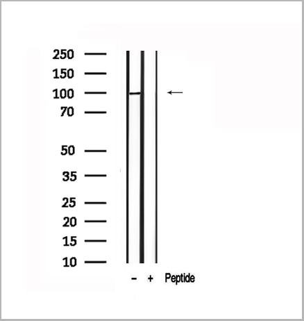 product-image-AAA31162_WB6.jpg