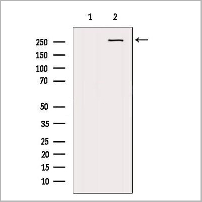 product-image-AAA31163_WB2.jpg