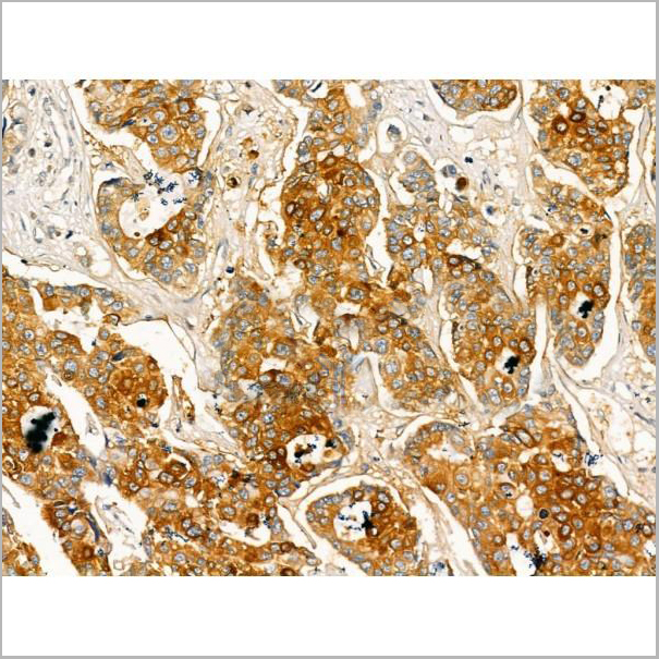 product-image-AAA31164_IHC2.jpg