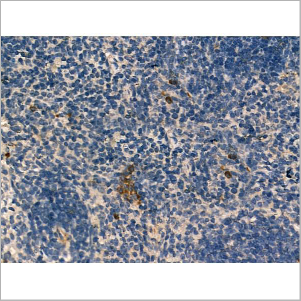 product-image-AAA31164_IHC6.jpg