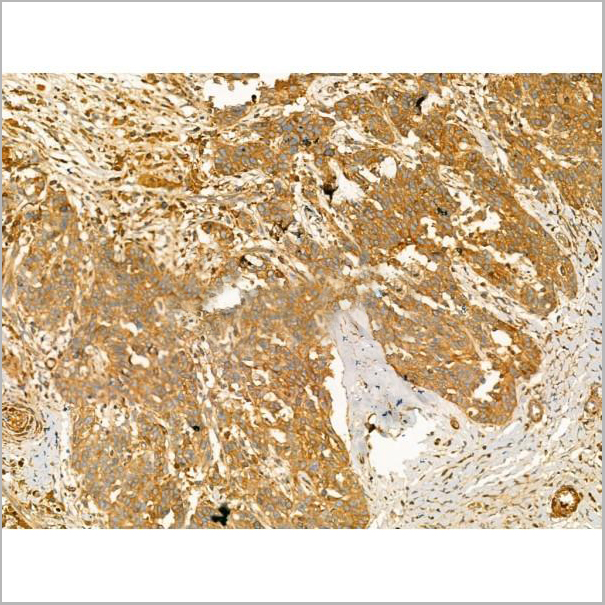 product-image-AAA31164_IHC7.jpg