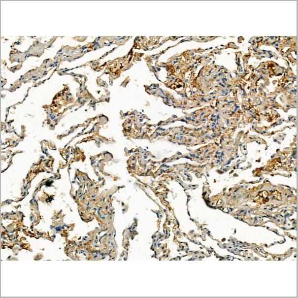 product-image-AAA31164_IHC9.jpg