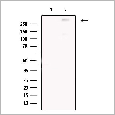 product-image-AAA31164_WB.jpg