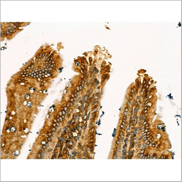 product-image-AAA31165_IHC4.jpg
