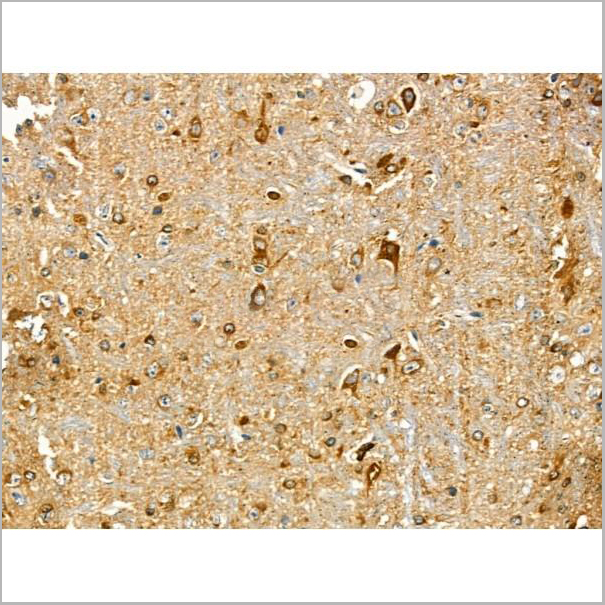 product-image-AAA31165_IHC5.jpg