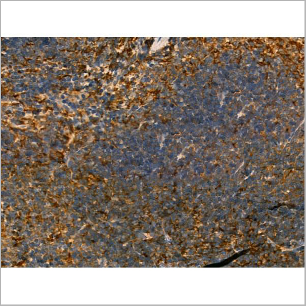 product-image-AAA31165_IHC6.jpg