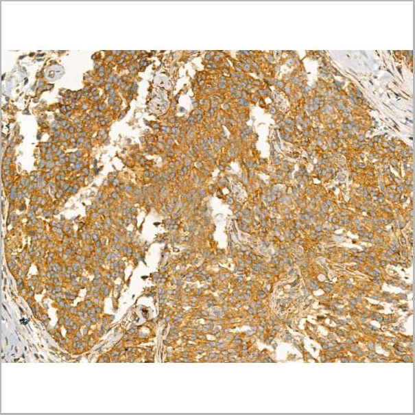 product-image-AAA31165_IHC7.jpg