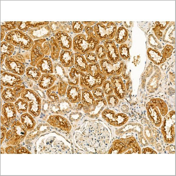 product-image-AAA31165_IHC9.jpg