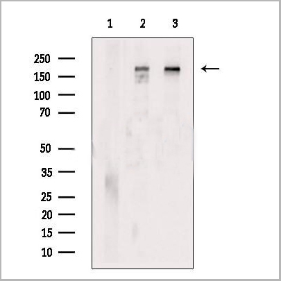 product-image-AAA31165_WB.jpg