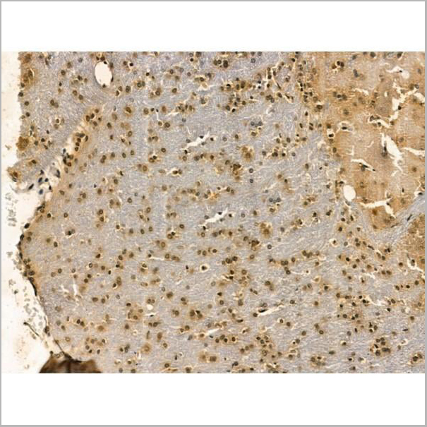 product-image-AAA31166_IHC3.jpg