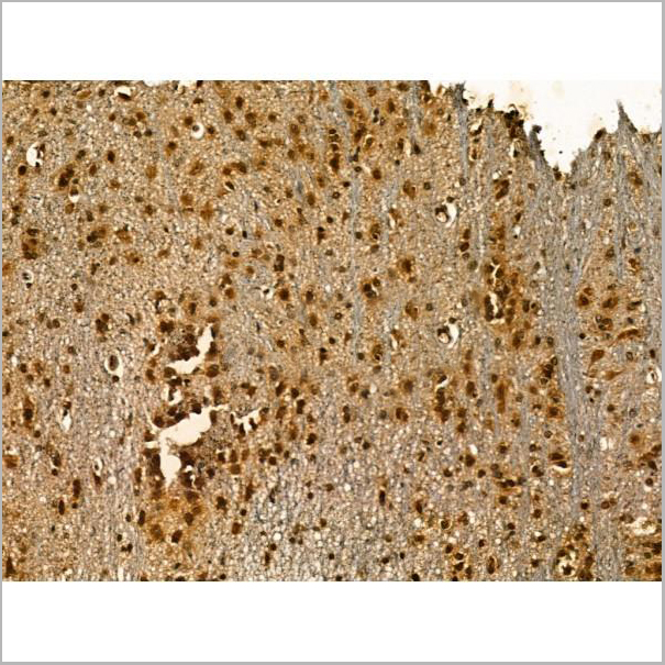 product-image-AAA31166_IHC6.jpg