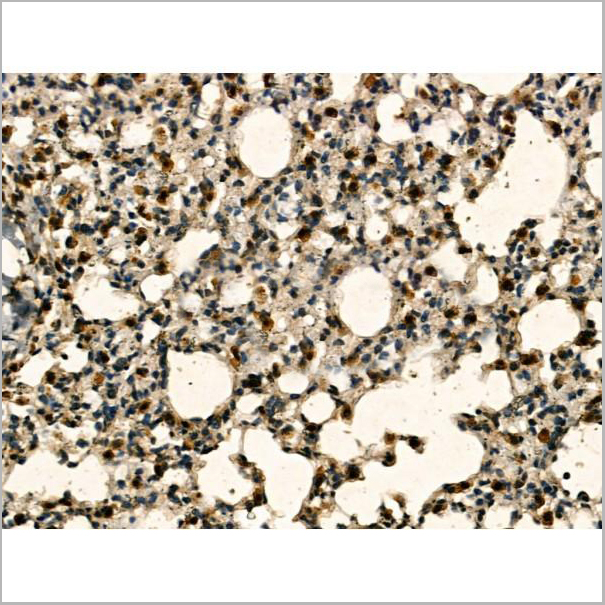product-image-AAA31166_IHC7.jpg