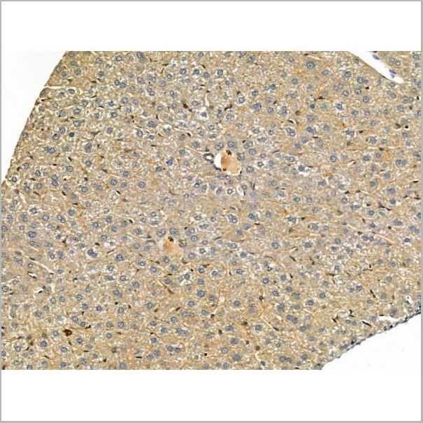 product-image-AAA31167_IHC10.jpg