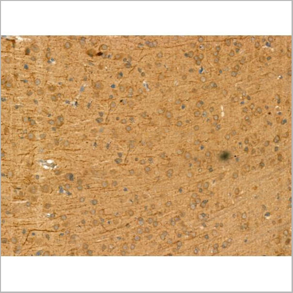product-image-AAA31167_IHC4.jpg
