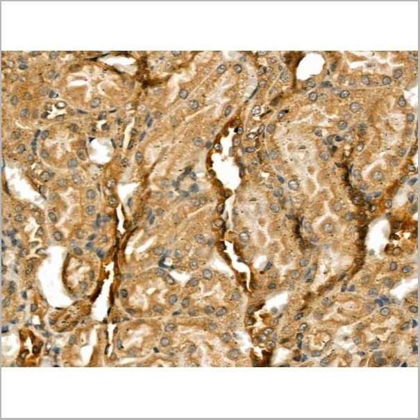 product-image-AAA31167_IHC5.jpg