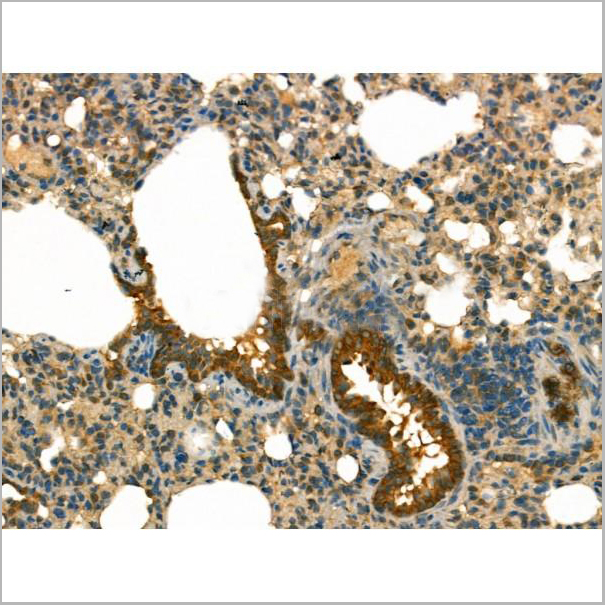 product-image-AAA31167_IHC6.jpg