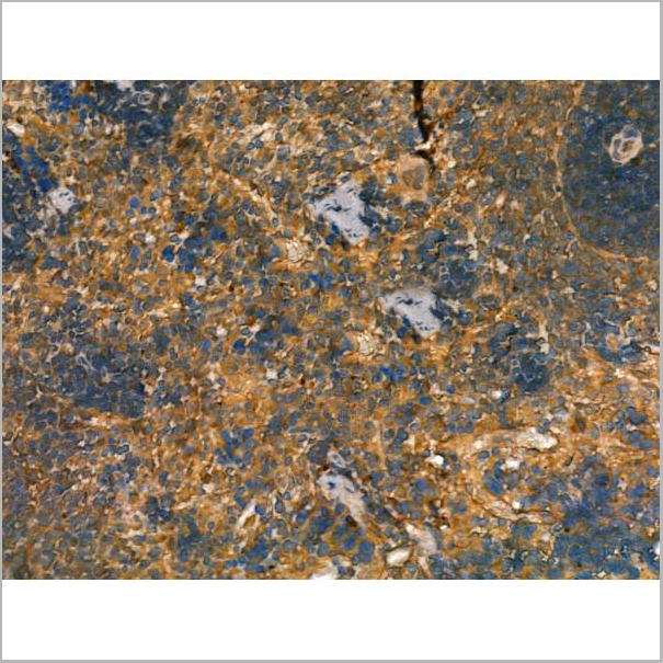 product-image-AAA31167_IHC7.jpg