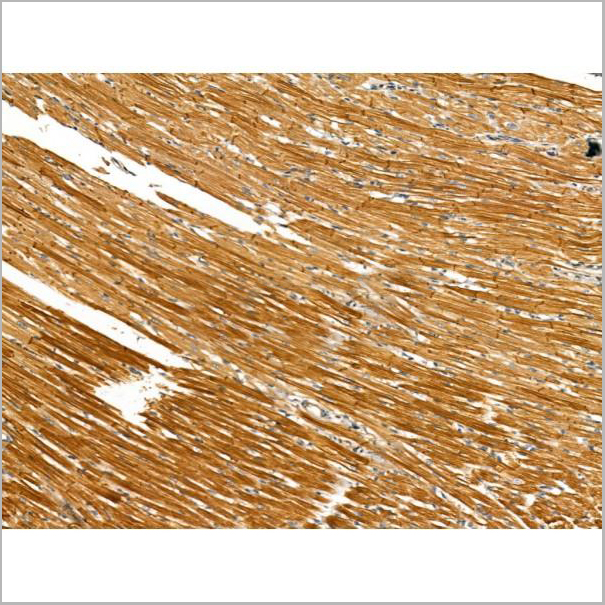 product-image-AAA31167_IHC8.jpg