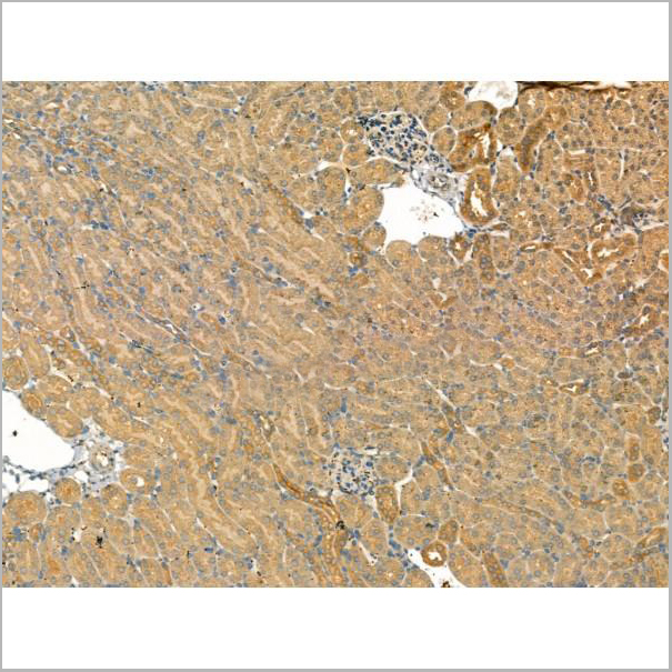 product-image-AAA31167_IHC9.jpg