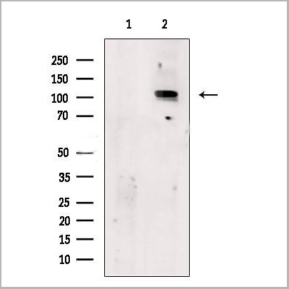 product-image-AAA31167_WB.jpg