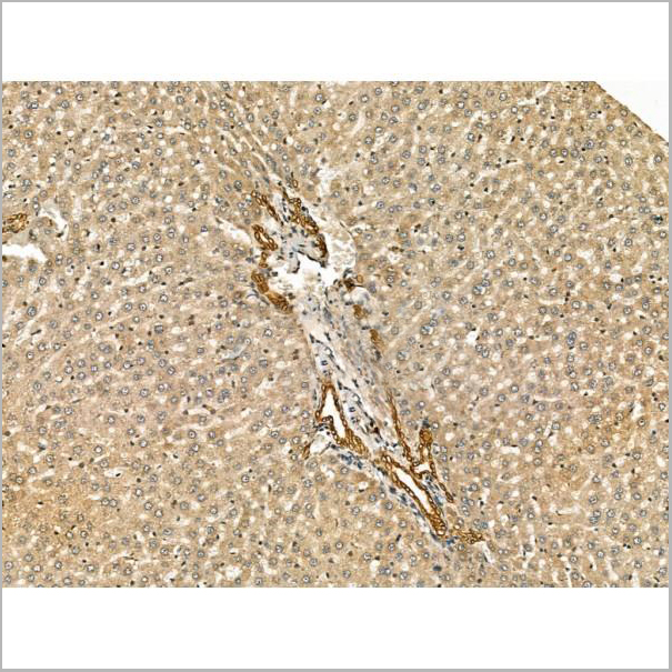 product-image-AAA31168_IHC4.jpg