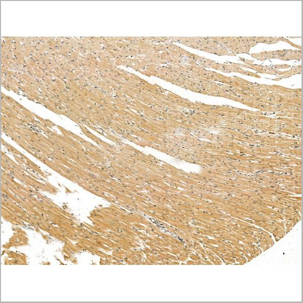 product-image-AAA31168_IHC5.jpg