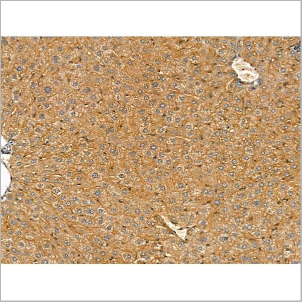 product-image-AAA31168_IHC6.jpg