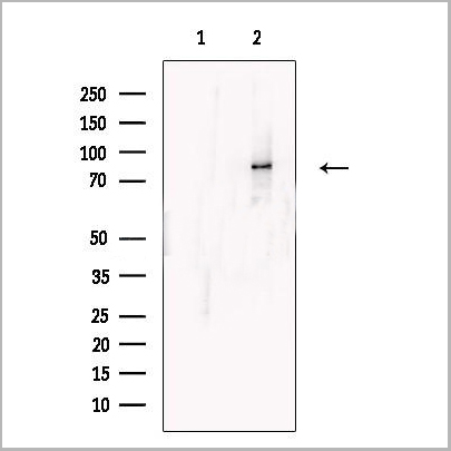 product-image-AAA31168_WB.jpg