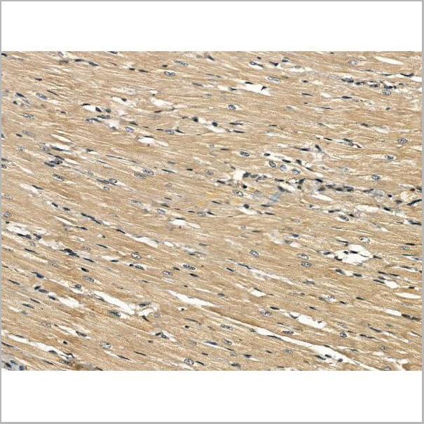 product-image-AAA31169_IHC3.jpg
