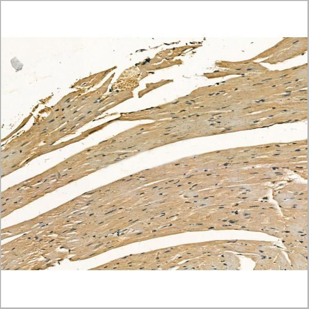 product-image-AAA31169_IHC4.jpg